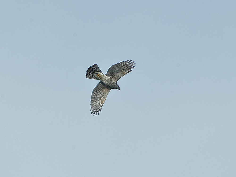 a0330864_19440496.jpg