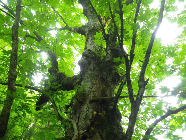 c0002874_837845.jpg