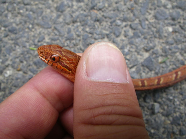c0002874_991357.jpg