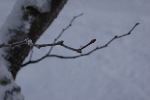 a0061599_714258.jpg
