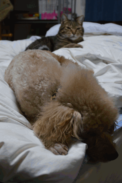 c0136736_15501764.gif
