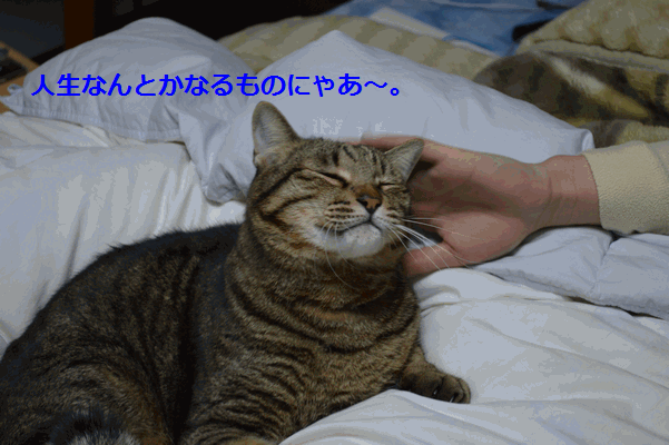 c0136736_15502720.gif