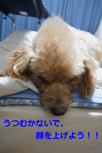 c0136736_15503567.gif