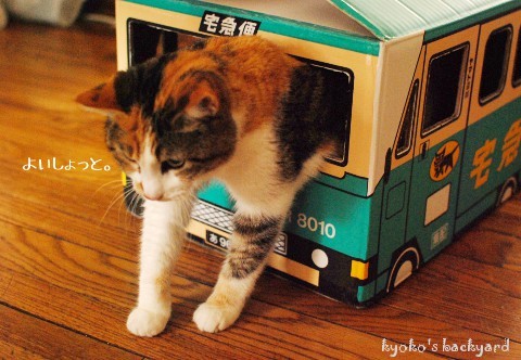 『箱ねこ』はネコがついつい取ってしまう狩りの習性とパーソナルスペースの確保