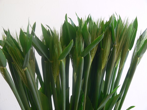 e0140986_1552521.jpg