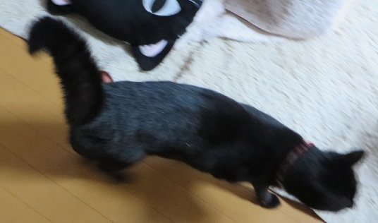 c0280322_15391174.jpg