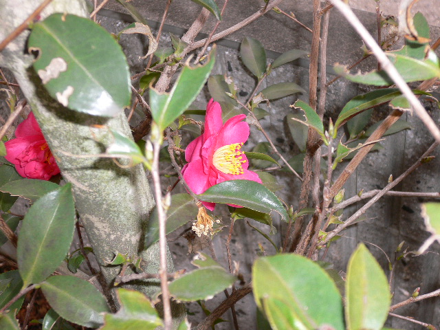 a0249215_155534.jpg