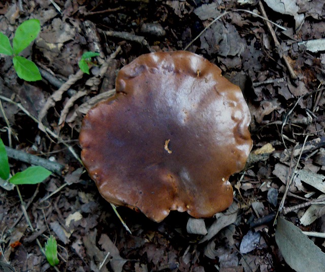 d0019074_973671.jpg