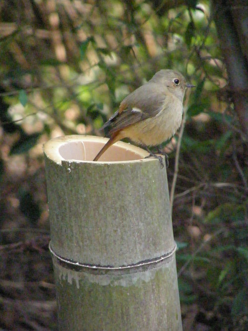 e0017396_3333218.jpg