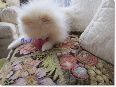 b0167519_21364596.gif