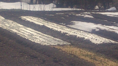 c0300035_1112578.jpg