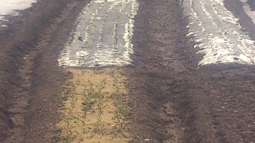 c0300035_1132781.jpg