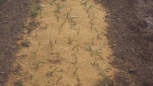 c0300035_115560.jpg