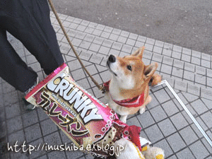 a0286855_10305640.gif