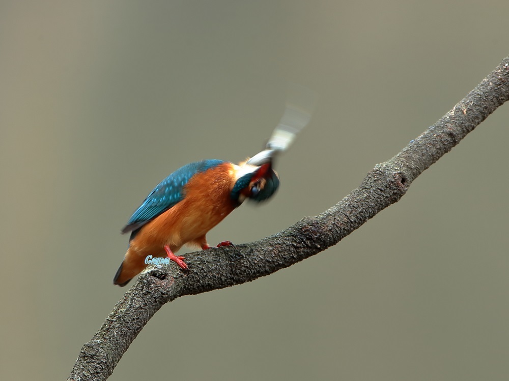a0330864_21293779.jpg