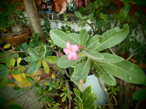 a0002177_1510477.jpg