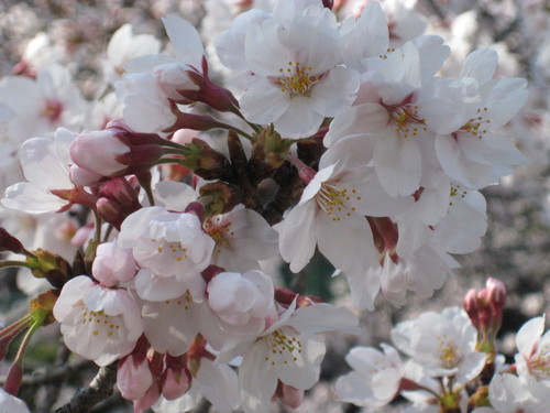 f0201297_781460.jpg