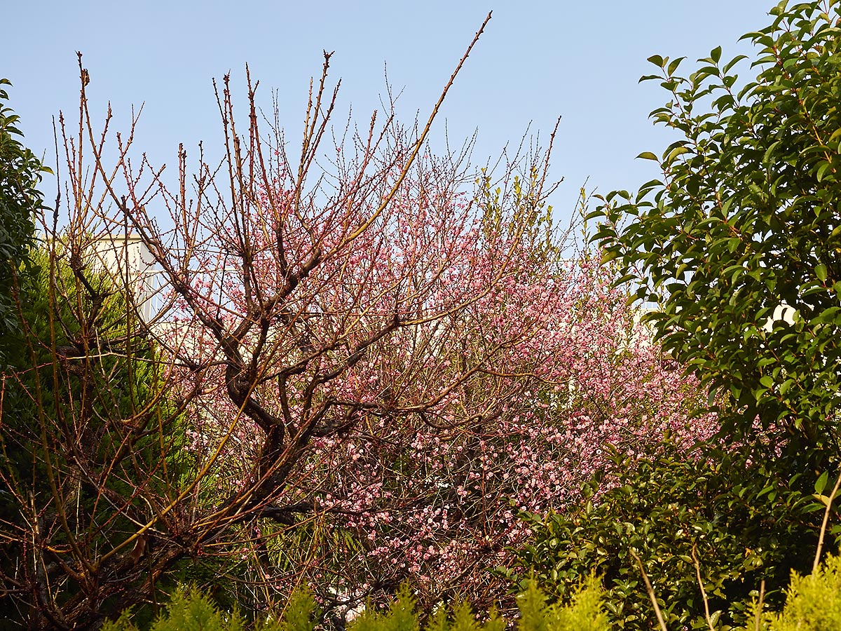b0069507_7265463.jpg