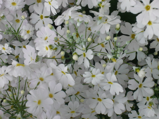 a0206332_11544427.jpg