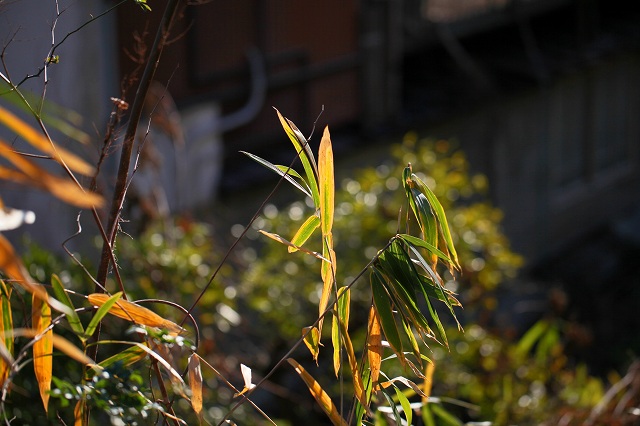 a0242438_18211548.jpg
