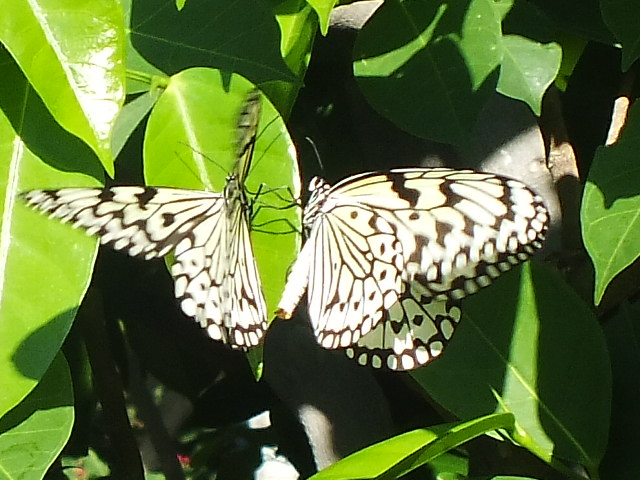 e0145782_2003015.jpg
