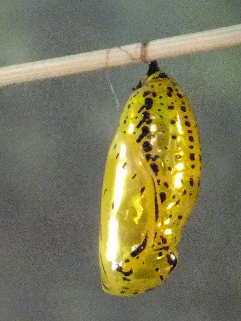 e0145782_2014147.jpg