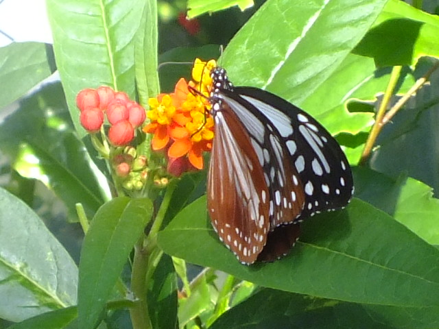 e0145782_2025840.jpg