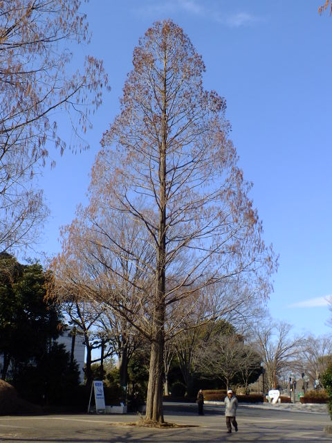 e0145782_205529.jpg