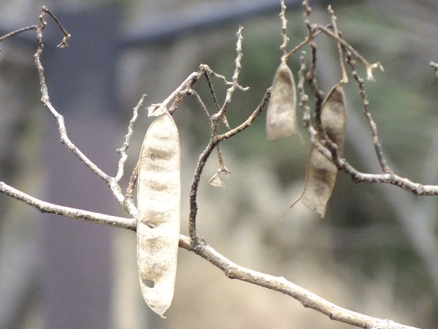 e0145782_20555513.jpg