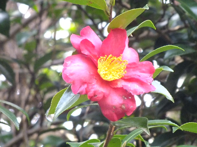 e0145782_208932.jpg