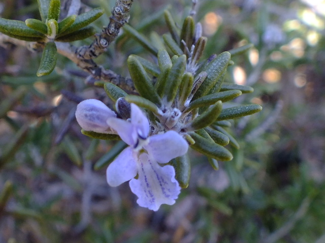 e0145782_2144439.jpg