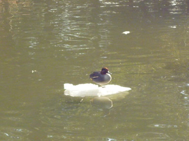 e0135219_1226791.jpg