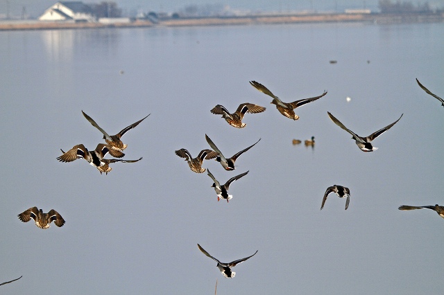 a0242438_2359079.jpg