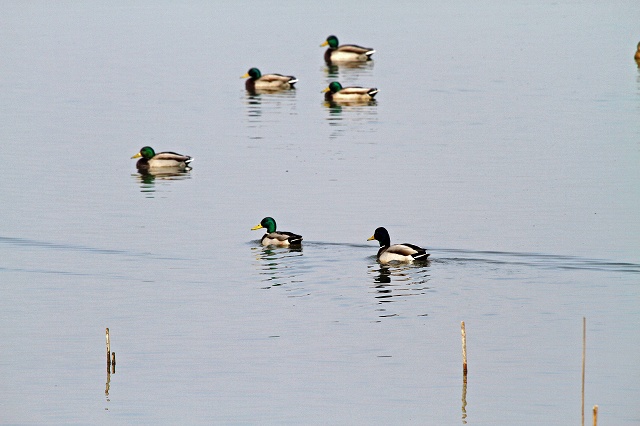 a0242438_23593768.jpg