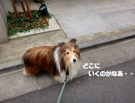 a0157174_2239334.png