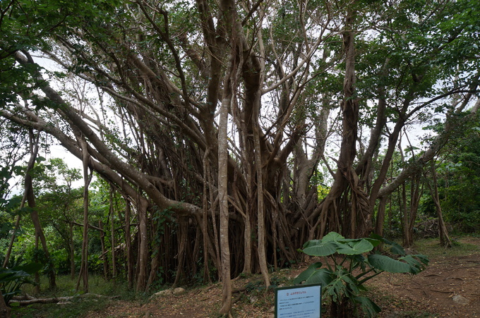 e0241093_21592993.jpg