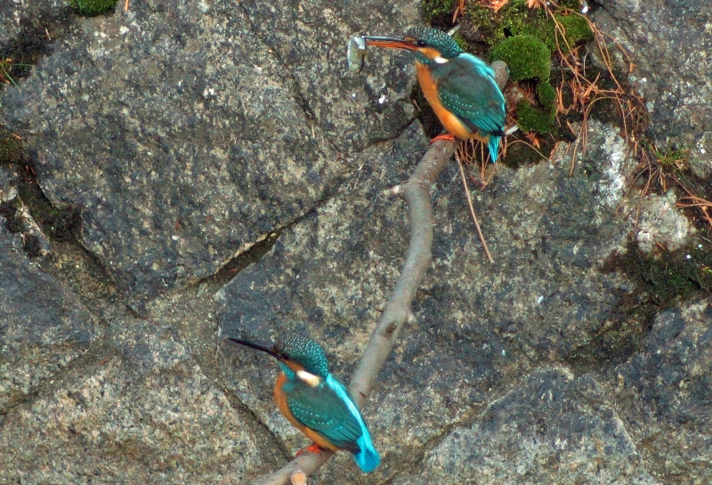 c0042418_9262287.jpg