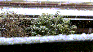 b0133752_14114559.gif