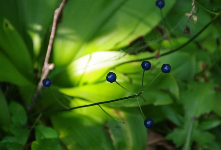 c0144185_11344173.jpg