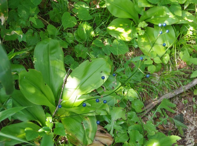 c0144185_11355030.jpg