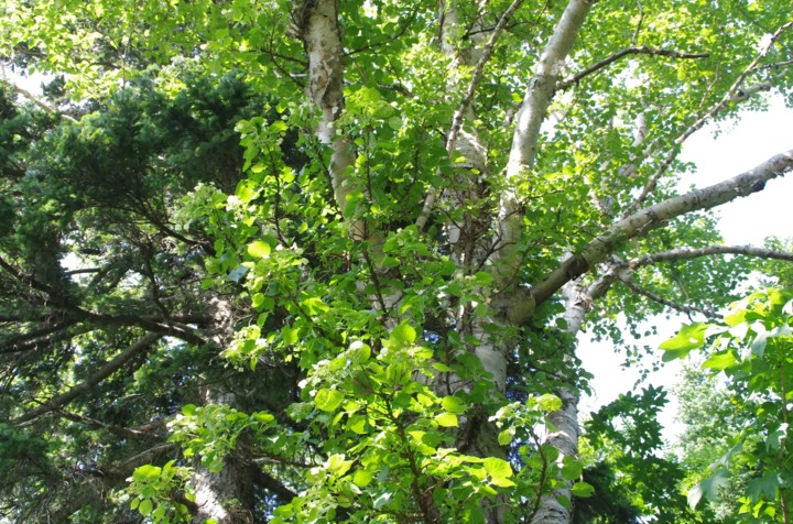 c0144185_11403431.jpg