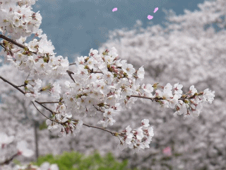 f0357487_21571582.gif