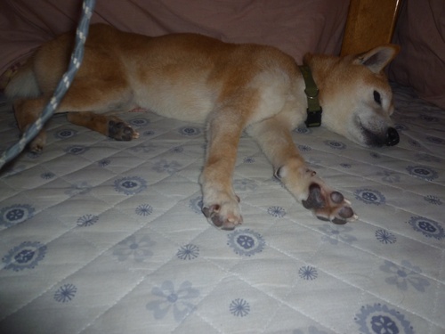 c0123890_2011760.jpg