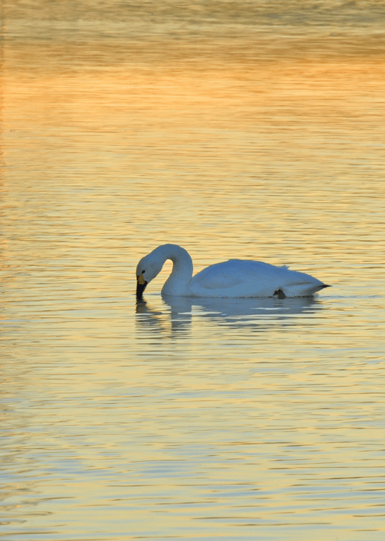 d0290240_06401199.gif