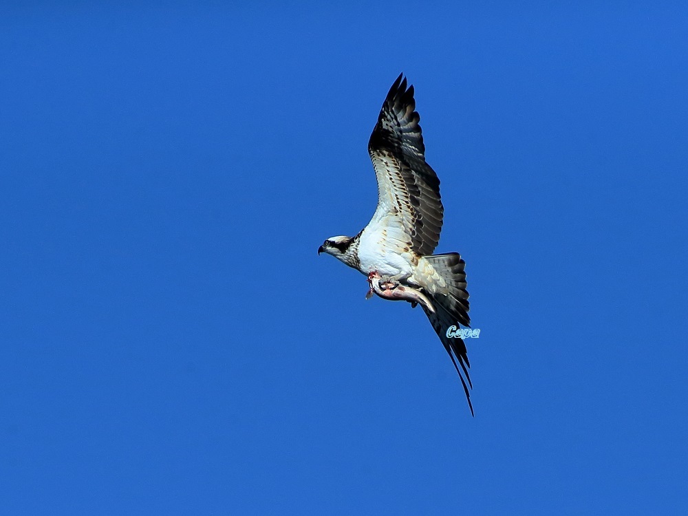 a0330864_20163309.jpg
