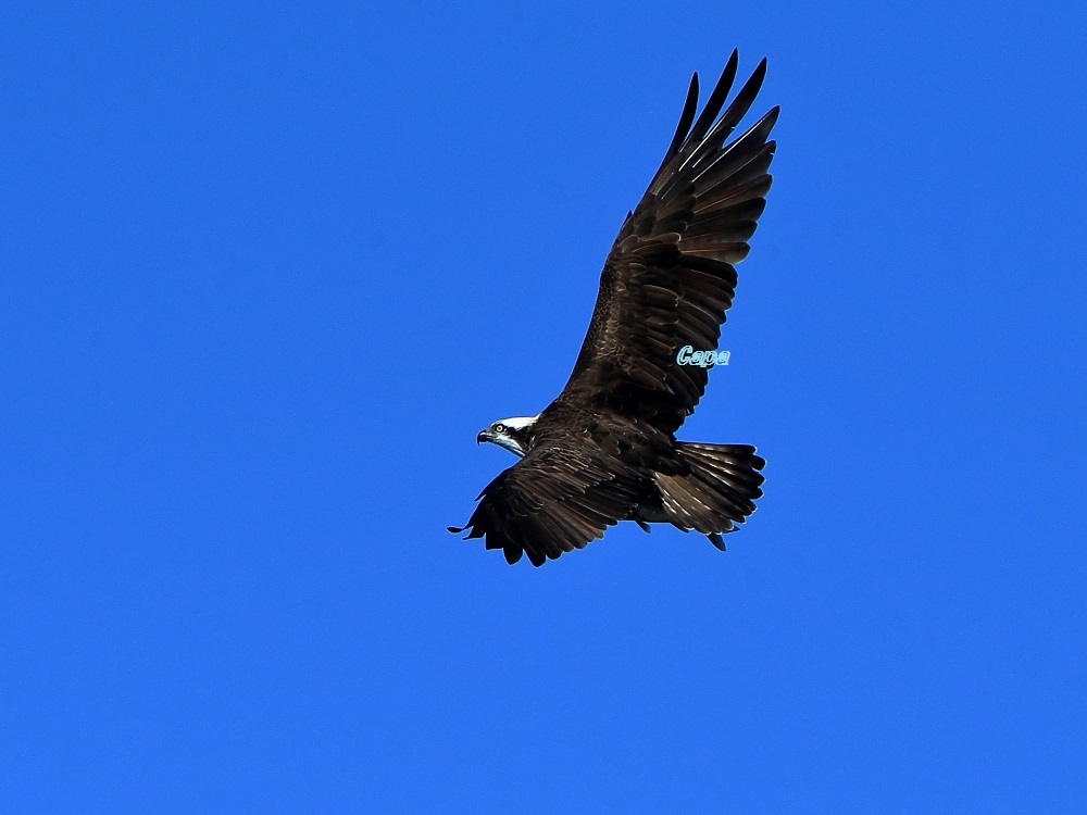 a0330864_20164732.jpg