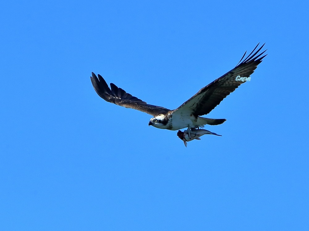 a0330864_20165267.jpg