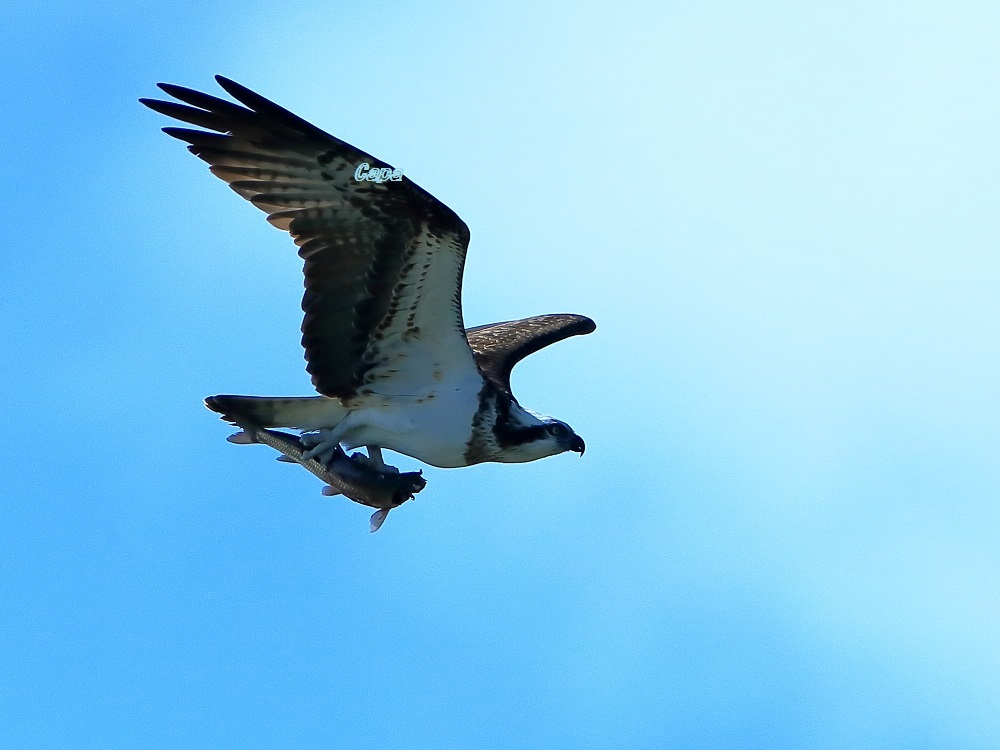 a0330864_20165796.jpg