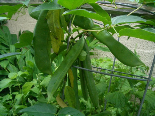 f0346196_16332788.png