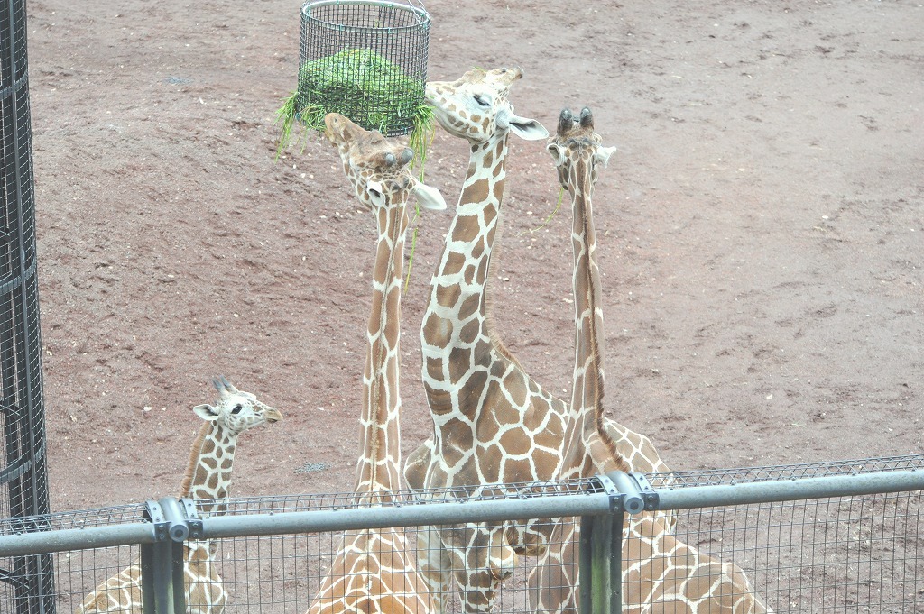 a0142056_21491650.jpg